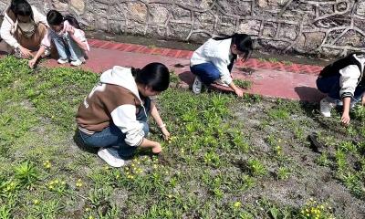 九道中学：拔草护绿 美化校园