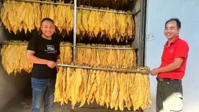 青峰镇：喜迎第一炉“黄金叶”新鲜出炉