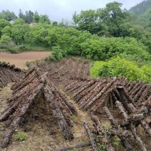 房县青峰镇：黑木耳孕育好“丰”景