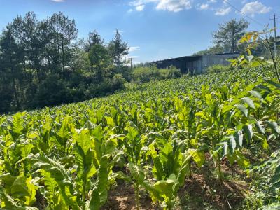 门古寺镇：烟叶长势好  烟农“打顶抹芽”忙