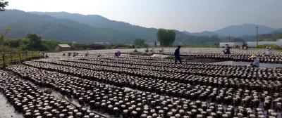 《记者走基层》肖顺友： 栽培黑木耳 铺就增收路