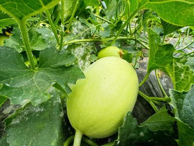 军店镇：大棚甜瓜喜丰收  村民致富甜心头