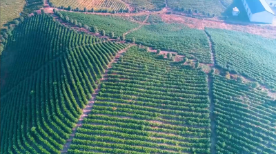 军店镇：“高山茶香”赋能乡村振兴