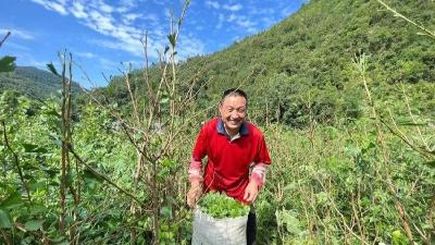 大木厂镇：千亩矮化银杏喜获丰收