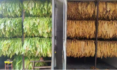 土城镇：满眼尽是“黄金叶” 烟农增收“赶烤忙”