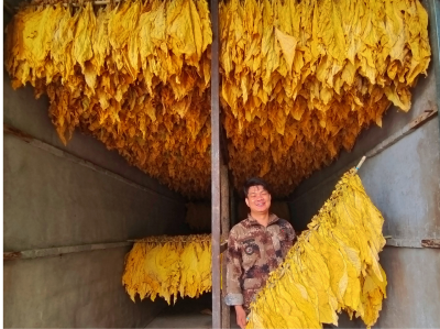 万峪河乡：以烟叶产业为笔  绘就振兴新画卷