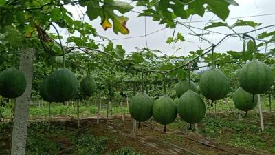 军店镇：“三招棋”护航栝楼丰产