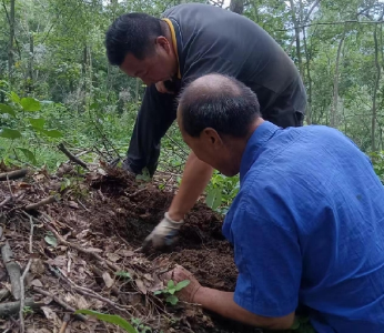 万峪河乡：小天麻拨动产业振兴千钧担