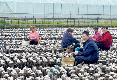 土城镇：小小黑色“骨朵” 绽放振兴光彩