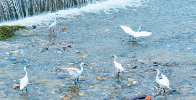 岸绿水清景美 白鹭蹁跹起舞