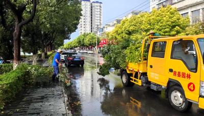 县住建局：扶正倒伏树木 扮靓城市环境