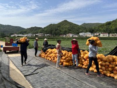玉菇蜜瓜火热上市 助农增收吹响号角