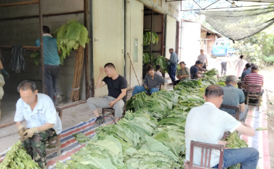上龛乡烟叶“首烤”：香满乡间 路在前方