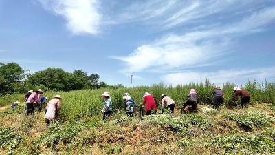 【党旗飘飘】华霄：一株艾草带富一方百姓