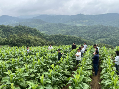 青峰镇：烤烟喜丰收  烟农赶“烤”忙