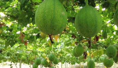 军店镇中村村：吊瓜管护保丰产