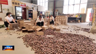 房县7万斤阳荷搭乘快递快车畅销全国