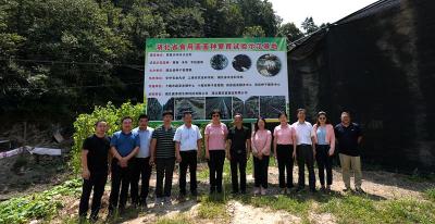 谭琦来我县调研食用菌产业发展工作