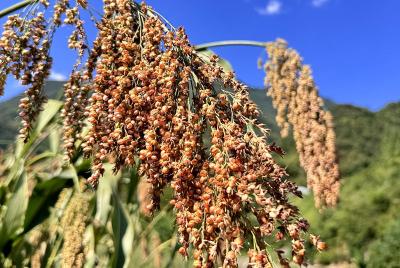 《记者走基层》 九道乡：高粱挂田头 增收有奔头