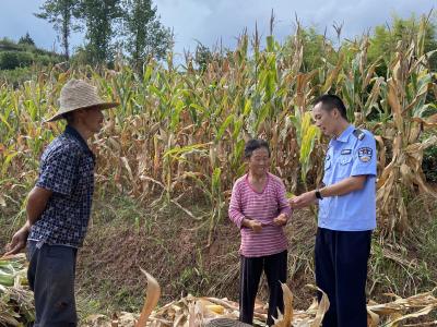 房县军店派出所：田间玉米香  美“警”在身旁