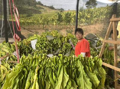 青峰镇：用好烤烟技术活 助农点烟成“金”