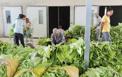 房县沙河乡：“绿叶”丰收烟农笑 “金叶”满仓赶烤忙