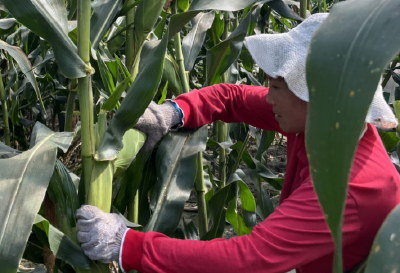 窑淮镇：甜糯玉米喜丰收 村民致富有盼头