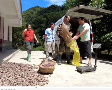  房县野人谷镇：阳荷迎丰收  村民喜开颜