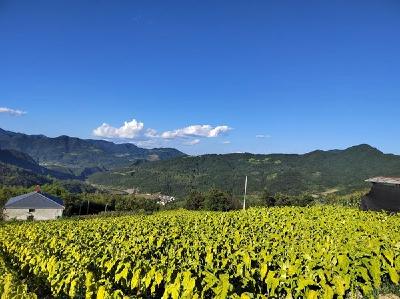 中坝村：共同缔造聚活力 产业兴旺富乡里