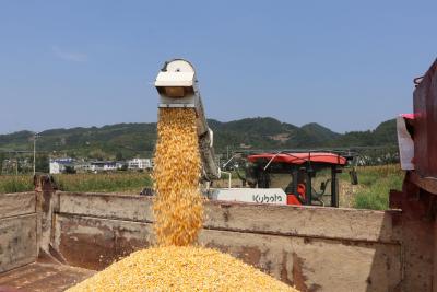 房县：灵“机”一动秋收忙  粮食丰收归满仓