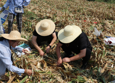 房县农机中心：机收减损促增收 颗粒归仓保粮安