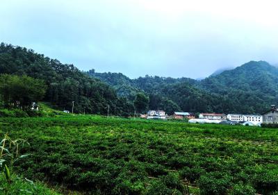 万峪河乡：红椒绿叶助力乡村振兴