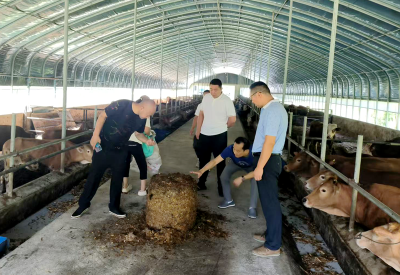 土城镇：养牛过上“牛”日子 走出致富好路子