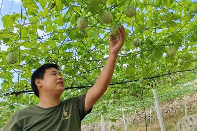 尹吉甫镇：庭院经济结硕果 吊瓜飘香富农家
