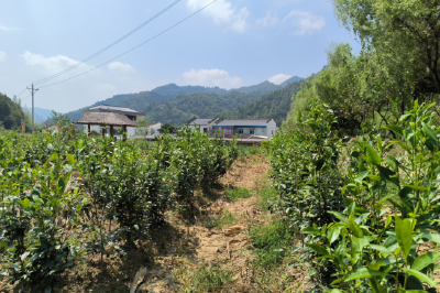 秋风送爽农耕忙  千亩茶园飘茶香