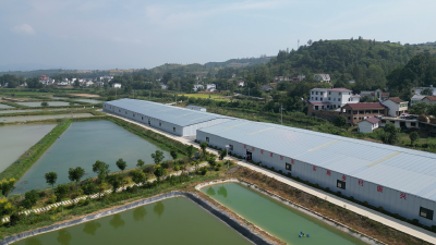 房县：鲈鱼跃家门 设施渔业兴