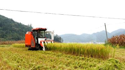 《记者走基层》 秦口村: 喜迎丰收季 水稻收获忙