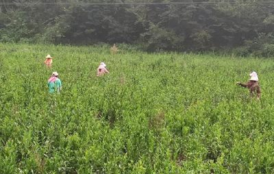 窑淮镇：秋茶迎丰收 谷花茶飘香