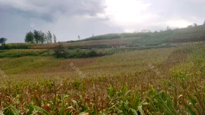 省、市、县三级联动！省自然资源厅来房县开展耕地保护上门服务