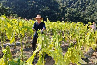 九道乡：落实烟叶带茎采烤 助力烟农增产增收