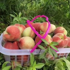 军店镇：冬桃成熟满园香  映红村民致富路