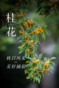 满城飘香的桂花，是房县秋天的味道~