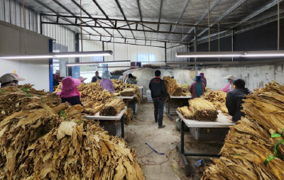 窑淮镇：烤烟开仓收购忙  “金叶子”变“红票子”