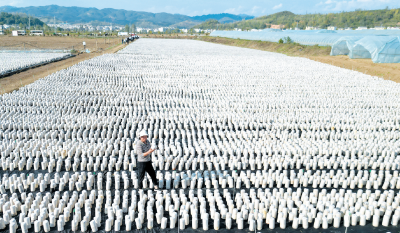 房县：“菌稻轮作”拓宽农民致富路