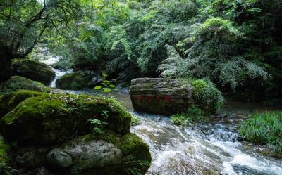 房县野人谷省级自然保护区：以多项举措推动高质量发展