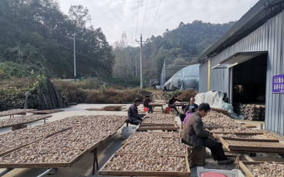 沙河乡：香菇丰收采摘忙 农民经济增势旺