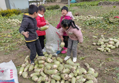 大木厂镇五谷小学教学点：学生欢乐拔萝卜体验劳动之美