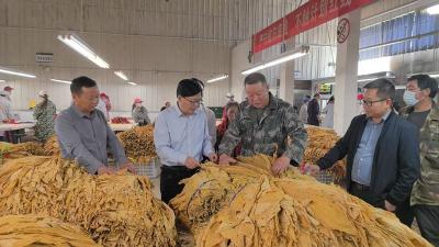 县政协到九道乡开展烟叶调研工作