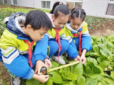房县军店镇月明小学：菜园里的奇妙课堂
