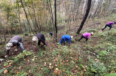 窑淮镇：黄精铺就乡村振兴“金光大道”